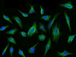 Tubulin Beta 4 Antibody, Novus Biologicals 100 &mu;g; Unconjugated:Antibodies,