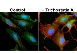 Tubulin alpha-1B, ac Lys40 Antibody (RM318), Novus Biologicals 100 &mu;g;