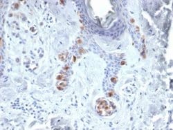 Tyrosinase Antibody (TYR/3829) - Azide and BSA Free, Novus Biologicals