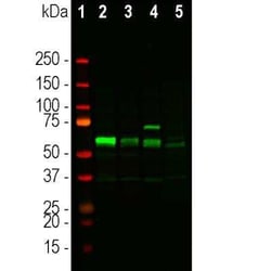 Tyrosine Hydroxylase Antibody, Novus Biologicals 50 &mu;g; Unconjugated:Anticorps,