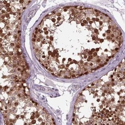 UAF1/WDR48 Antibody, Novus Biologicals:Antibodies:Primary Antibodies