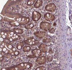 UAF1/WDR48 Antibody, Novus Biologicals:Antibodies:Primary Antibodies