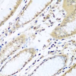 UAF1/WDR48 Antibody - BSA Free, Novus Biologicals:Antibodies:Primary Antibodies