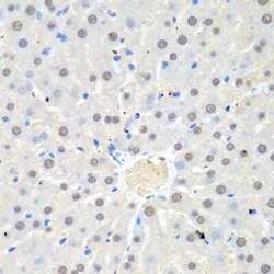 UAF1/WDR48 Antibody - BSA Free, Novus Biologicals:Antibodies:Primary Antibodies