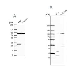 UAF1/WDR48 Antibody, Novus Biologicals:Antibodies:Primary Antibodies