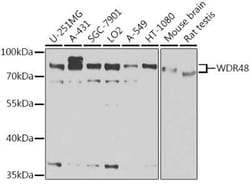 UAF1/WDR48 Antibody - BSA Free, Novus Biologicals:Antibodies:Primary Antibodies