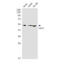 UBA3 Antibody (S05-6C8), Novus Biologicals:Antibodies:Primary Antibodies