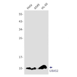 UBA52 Antibody (S05-5D6), Novus Biologicals:Antibodies:Primary Antibodies