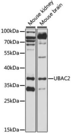 UBAC2 Antibody - Azide and BSA Free, Novus Biologicals 0.1 mL; Unconjugated:Antibodies,