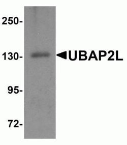 UBAP2L Antibody - BSA Free, Novus Biologicals 0.1 mg | Buy Online | Novus Biologicals | Fisher Scientific
