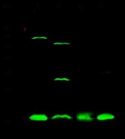 UBE2I/Ubc9 Antibody, Novus Biologicals 50 &mu;g; Unconjugated:Antibodies,