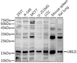 UBE2I/Ubc9 Antibody - BSA Free, Novus Biologicals:Antibodies:Primary Antibodies