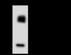 UBE2M/Ubc12 Antibody, Novus Biologicals 50 &mu;g, Unconjugated:Antibodies,