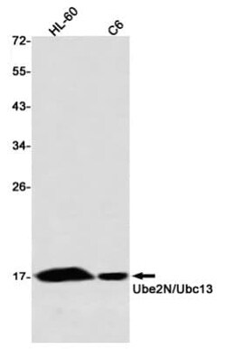 UBE2N/Ubc13 Antibody (S05-5B0), Novus Biologicals:Antibodies:Primary Antibodies