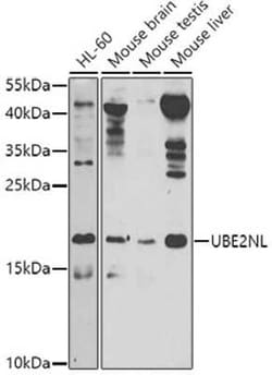 UBE2NL Antibody - BSA Free, Novus Biologicals:Antibodies:Primary Antibodies