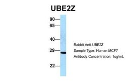 UBE2Z Antibody, Novus Biologicals 100 &mu;L; Unconjugated:Antibodies, Polyclonal