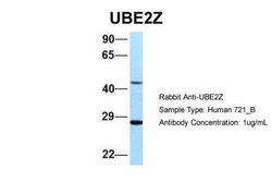 UBE2Z Antibody, Novus Biologicals 100 &mu;L; Unconjugated:Antibodies, Polyclonal