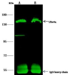UBE4A Antibody, Novus Biologicals 100 &mu;g | Buy Online | Novus Biologicals | Fisher Scientific