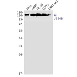 UBE4B Antibody (S04-6C6), Novus Biologicals 100 &mu;g; Unconjugated:Antibodies,