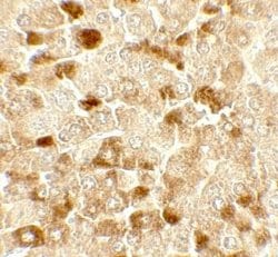 UBIAD1 Antibody - BSA Free, Novus Biologicals 0.1 mg; Unconjugated:Antibodies,