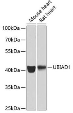 UBIAD1 Antibody - BSA Free, Novus Biologicals:Antibodies:Primary Antibodies