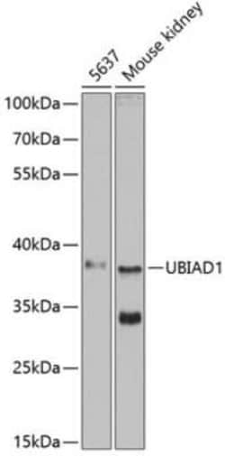 UBIAD1 Antibody - BSA Free, Novus Biologicals:Antibodies:Primary Antibodies