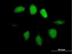 UBL4A Antibody, Novus Biologicals 0.05 mg | Buy Online | Novus Biologicals | Fisher Scientific