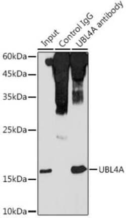 UBL4A Antibody - Azide and BSA Free, Novus Biologicals 0.1 mL; Unconjugated:Antibodies,