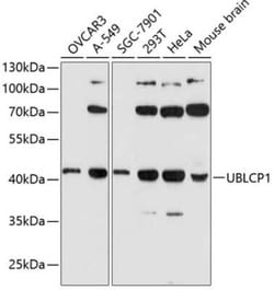 UBLCP1 Antibody - Azide and BSA Free, Novus Biologicals:Antibodies:Primary