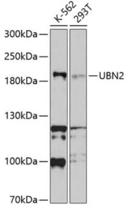 UBN2 Antibody - BSA Free, Novus Biologicals 0.1 mL; Unconjugated:Antibodies,