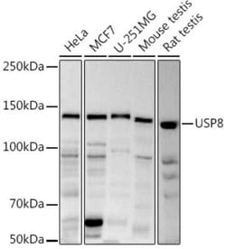 UBPY/USP8 Antibody - Azide and BSA Free, Novus Biologicals:Antibodies:Primary
