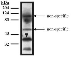 TUP1 Antibody (10), Novus Biologicals 100&mu;g:Antibodies, Monoclonal