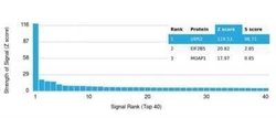 UBR2 Mouse anti-Human, Clone: PCRP-UBR2-1D12, Novus Biologicals:Antibodies:Primary