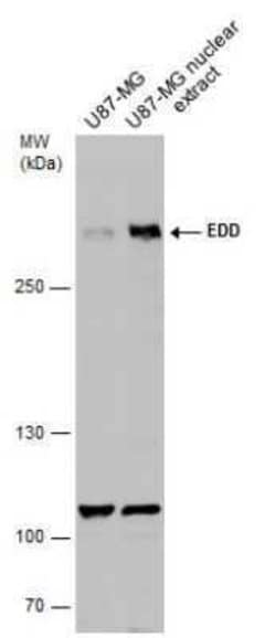 UBR5/EDD Antibody, Novus Biologicals 100 &mu;g; Unconjugated:Antibodies,