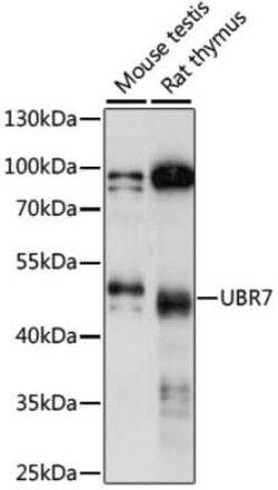 UBR7 Antibody - Azide and BSA Free, Novus Biologicals:Antibodies:Primary