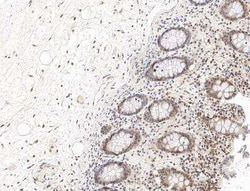 UBXN1 Antibody, Novus Biologicals:Antibodies:Primary Antibodies