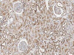 UBXN1 Antibody, Novus Biologicals:Antibodies:Primary Antibodies