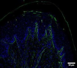 UCH-L1/PGP9.5 Mouse, Clone: SPM575, Novus Biologicals 0.02mg; Unlabeled:Antibodies,