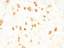 UCH-L1/PGP9.5 Antibody (UCHL1/775), Novus Biologicals 0.02mg; Unlabeled:Antibodies,