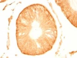 UCH-L1/PGP9.5 Antibody (UCHL1/775), Novus Biologicals 0.02mg; Unlabeled:Antibodies,