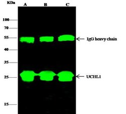 UCH-L1/PGP9.5 Rabbit anti-Human, Clone: 104, Novus Biologicals 100 &mu;g;