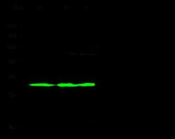 UCH-L3 Rabbit anti-Rat, Clone: 7, Novus Biologicals 50 &mu;g; Unconjugated:Antibodies,