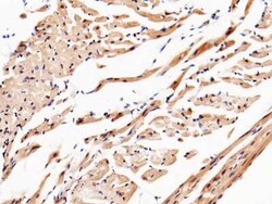 UCH-L3 Antibody, Novus Biologicals:Antibodies:Primary Antibodies