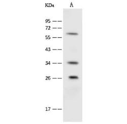 UCH-L3 Antibody, Novus Biologicals:Antibodies:Primary Antibodies