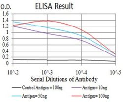 UCP3 Antibody (6B8C6) - BSA Free, Novus Biologicals:Antibodies:Primary