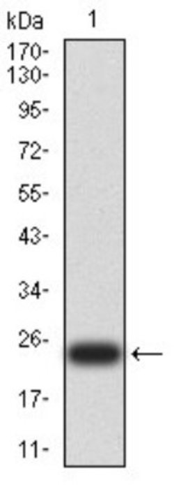 UCP3 Antibody (6B8C6) - BSA Free, Novus Biologicals:Antibodies:Primary