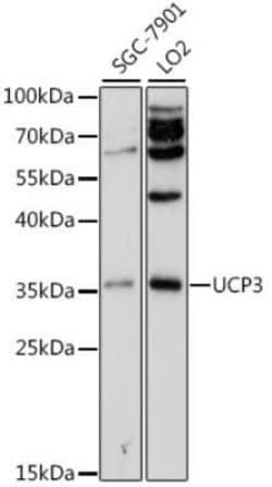 UCP3 Antibody - Azide and BSA Free, Novus Biologicals 0.02 mL; Unconjugated:Antibodies,