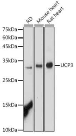 UCP3 Antibody - Azide and BSA Free, Novus Biologicals 0.02 mL; Unconjugated:Antibodies,