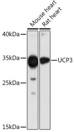 UCP3 Antibody - Azide and BSA Free, Novus Biologicals:Antibodies:Primary