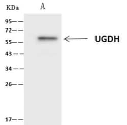 UDP glucose dehydrogenase Antibody, Novus Biologicals 100 &mu;g; Unconjugated:Antibodies,